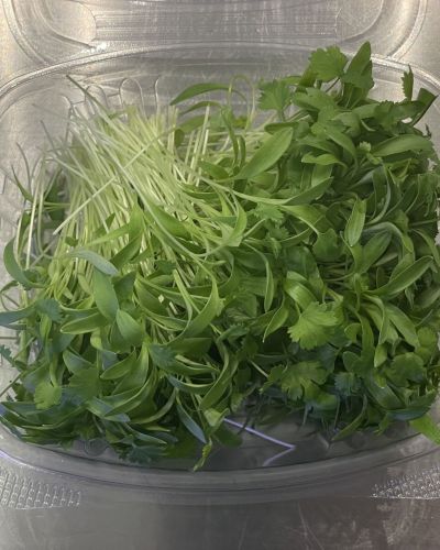 Cilantro Microgreens