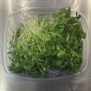 Cilantro Microgreens