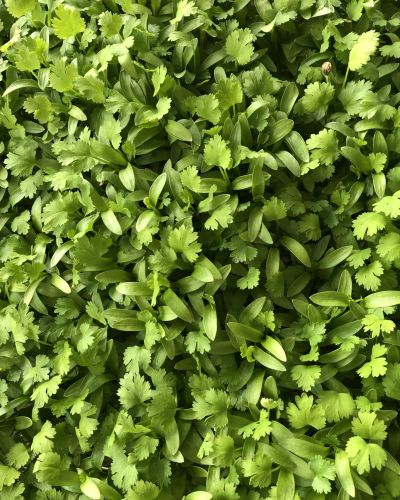 Cilantro Microgreens