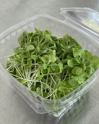 Arugula Microgreens