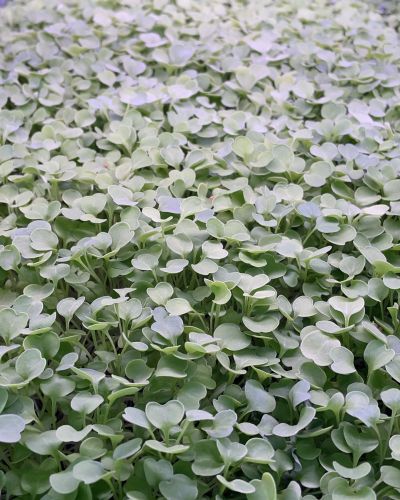 Arugula Microgreens