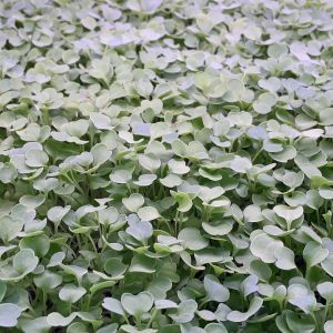 Arugula Microgreens