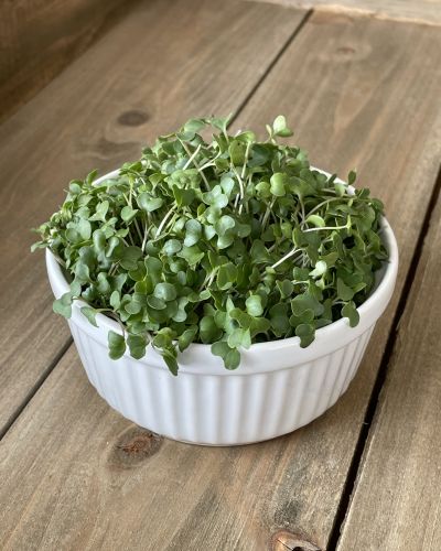 Broccoli Microgreens