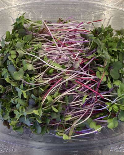 Chef’s Blend Microgreens