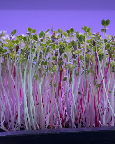 Chef’s Blend Microgreens