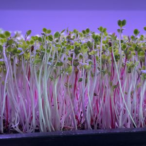 Chef’s Blend Microgreens