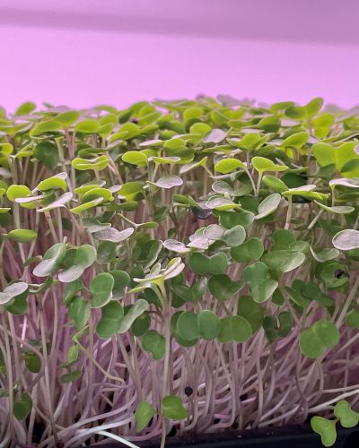 Kale Microgreens