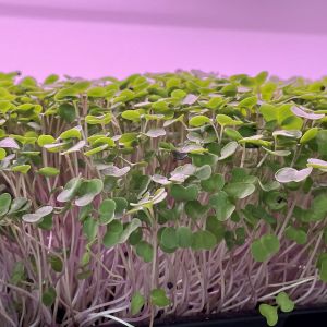 Kale Microgreens