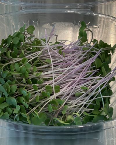 Kale Microgreens