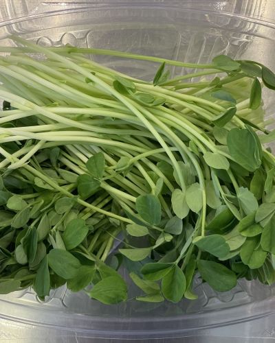 Pea Shoot Microgreens | Speckled