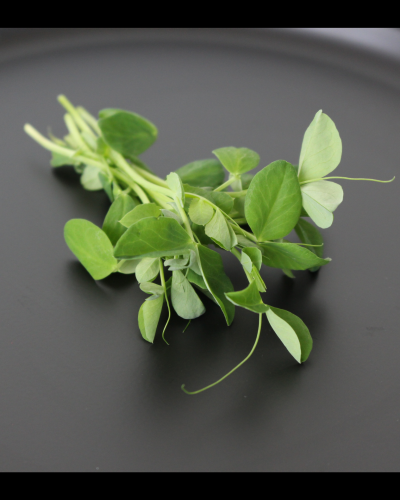 Pea Shoot Microgreens | Speckled