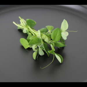 Pea Shoot Microgreens | Speckled