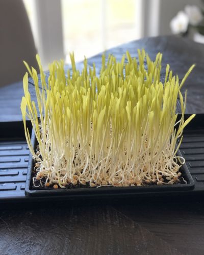 Popcorn Microgreens