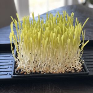 Popcorn Microgreens