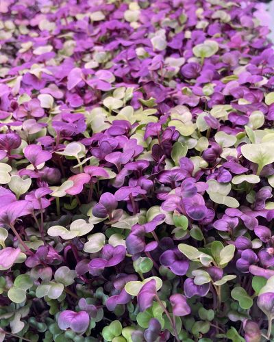 Raddage Microgreen Mix