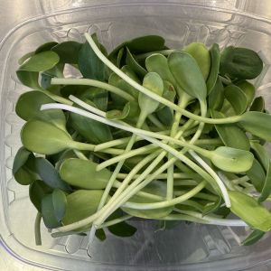 Sunflower Microgreens