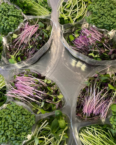 Ultimate Microgreens Sampler