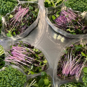 Ultimate Microgreens Sampler